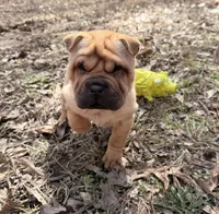Magnolia, a female Chinese Shar-Pei and Miniature Shar-Pei for sale in Glenwood, AR – Photo 3 of 6