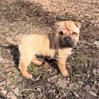 Magnolia, a female Chinese Shar-Pei for sale in Glenwood, AR – Photo 6 of 10