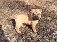 Magnolia, a female Chinese Shar-Pei and Miniature Shar-Pei for sale in Glenwood, AR – Photo 1 of 6