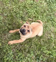 Magnolia, a female Chinese Shar-Pei for sale in Glenwood, AR – Photo 2 of 10