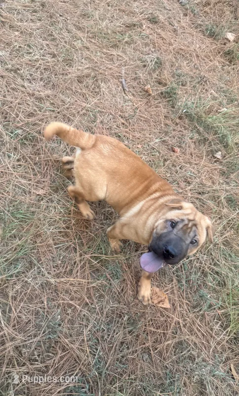 George  Washington  – Chinese Shar-Pei, Miniature Shar-Pei puppy for sale in Glenwood, AR