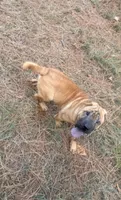 George  Washington , a male Chinese Shar-Pei and Miniature Shar-Pei for sale in Glenwood, AR – 2 of 5