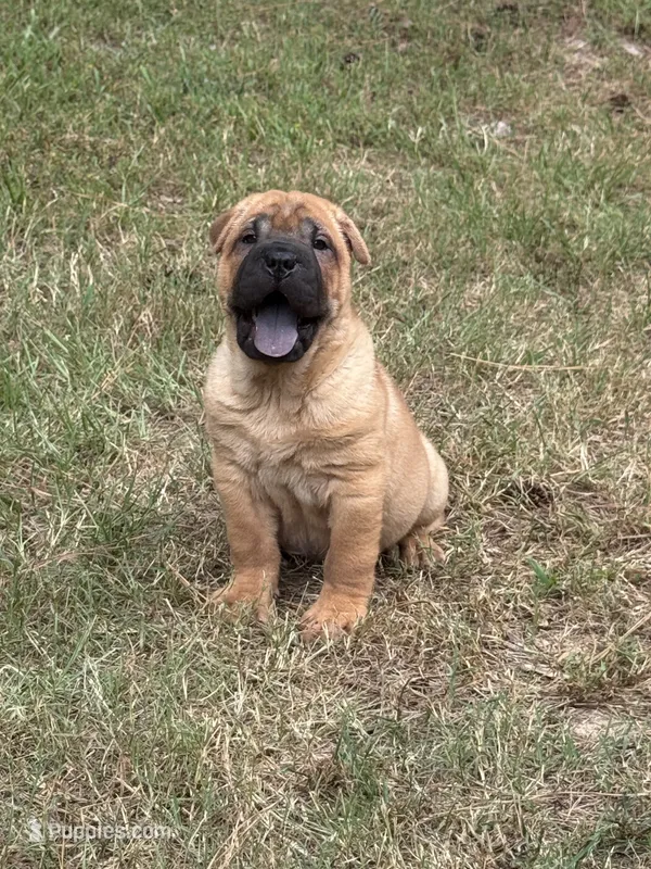 George  Washington  – Chinese Shar-Pei puppy for sale in Glenwood, AR