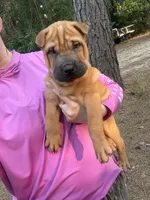 Carver, a male Chinese Shar-Pei and Miniature Shar-Pei for sale in Glenwood, AR – 4 of 8
