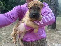 George  Washington , a male Chinese Shar-Pei and Miniature Shar-Pei for sale in Glenwood, AR – 4 of 6