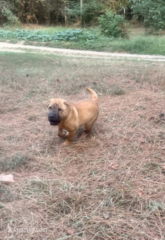 George  Washington  – Chinese Shar-Pei, Miniature Shar-Pei puppy for sale in Glenwood, AR