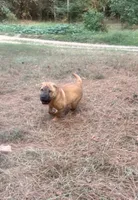 George  Washington , a male Chinese Shar-Pei and Miniature Shar-Pei for sale in Glenwood, AR – 1 of 5