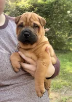 Carver, a male Chinese Shar-Pei for sale in Glenwood, AR – 3 of 4