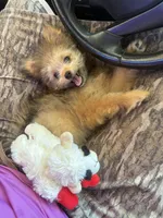 Poppy, a female Pomapoo and Pomeranian for sale in Glenwood, AR – 4 of 5