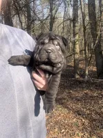 Mariposa “Posy”, a female Chinese Shar-Pei and Miniature Shar-Pei for sale in Glenwood, AR – Photo 4 of 6