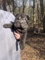 Mariposa “Posy”, a female Chinese Shar-Pei and Miniature Shar-Pei for sale in Glenwood, AR – Photo 5 of 6