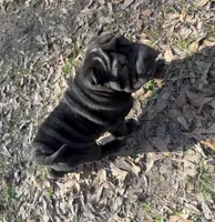Mariposa “Posy”, a female Chinese Shar-Pei and Miniature Shar-Pei for sale in Glenwood, AR – Photo 2 of 6
