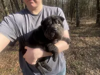 Mariposa “Posy”, a female Chinese Shar-Pei and Miniature Shar-Pei for sale in Glenwood, AR – Photo 6 of 6