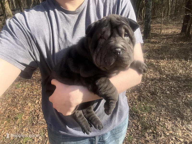 Mariposa “Posy”, a female Chinese Shar-Pei and Miniature Shar-Pei for sale in Glenwood, AR – Photo 1 of 6