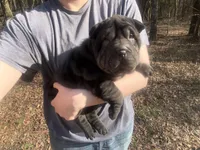 Mariposa “Posy”, a female Chinese Shar-Pei and Miniature Shar-Pei for sale in Glenwood, AR – Photo 1 of 6