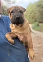 George  Washington , a male Chinese Shar-Pei and Miniature Shar-Pei for sale in Glenwood, AR – 3 of 5