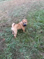 Carver, a male Chinese Shar-Pei and Miniature Shar-Pei for sale in Glenwood, AR – 8 of 8