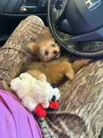 Poppy, a female Pomapoo and Pomeranian for sale in Glenwood, AR – 3 of 5