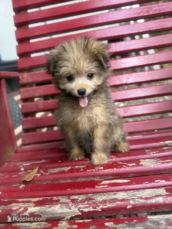 Pip  – Pomapoo, Poodle - Toy  puppy for sale in Glenwood, AR