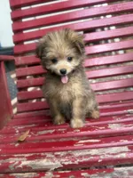 Pip , a female Pomapoo and Poodle - Toy  for sale in Glenwood, AR – 1 of 4
