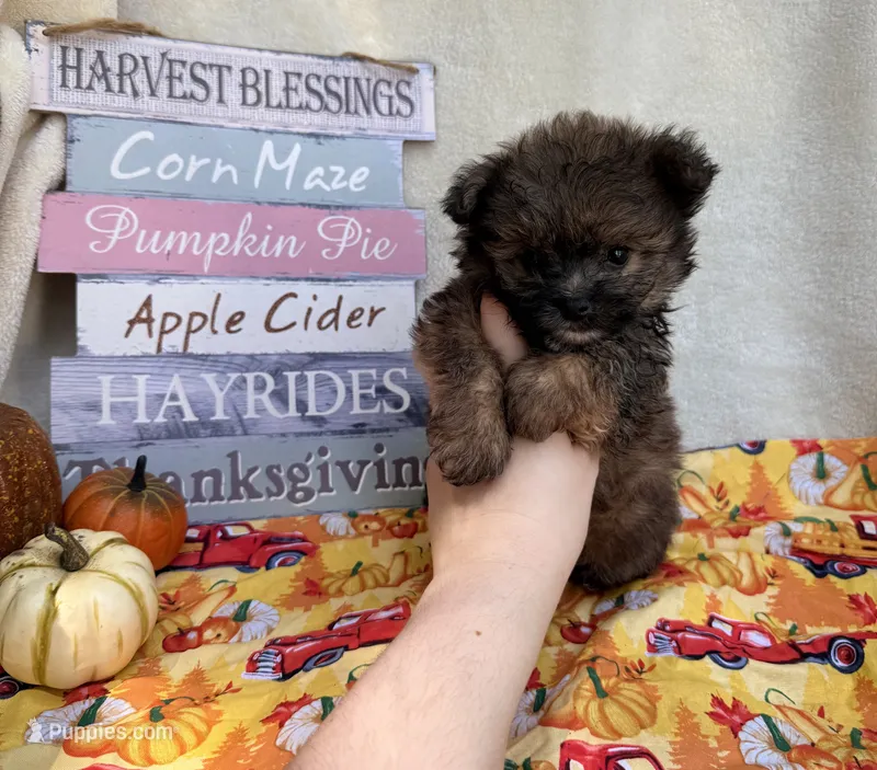 Peter  – Pomapoo, Poodle - Toy  puppy for sale in Glenwood, AR