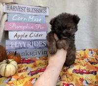 Peter , a male Pomapoo and Poodle - Toy  for sale in Glenwood, AR – 1 of 5