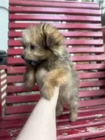 Pip , a female Pomapoo and Poodle - Toy  for sale in Glenwood, AR – 3 of 4