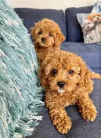 Remi, a male Cockapoo for sale in Lynnwood, WA – 2 of 2