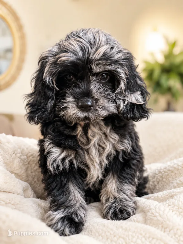 Oreo – Cockapoo puppy for sale in Lynnwood, WA