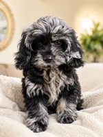 Oreo, a male Cockapoo for sale in Lynnwood, WA – 1 of 1