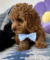 Remi, a male Cockapoo for sale in Lynnwood, WA – 1 of 2