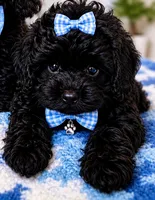 Leo, a male Cockapoo for sale in Lynnwood, WA – 1 of 1