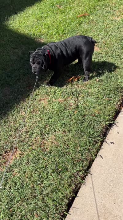 Gotti, a male American Bully for sale in Houston, TX – 5 of 7