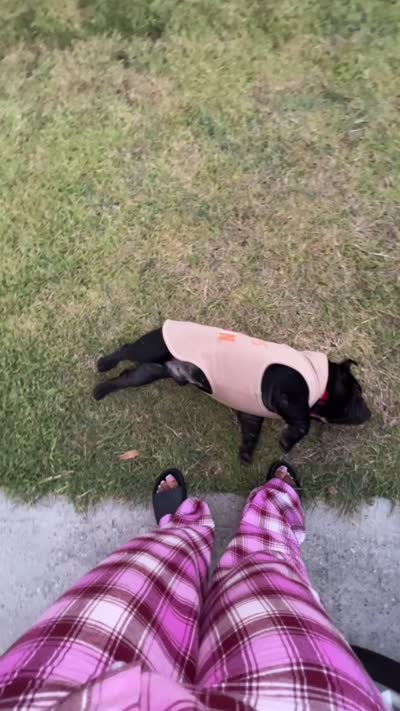 Gotti, a male American Bully for sale in Houston, TX – 6 of 7