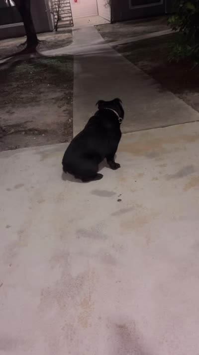 Gotti, a male American Bully for sale in Houston, TX – 7 of 7