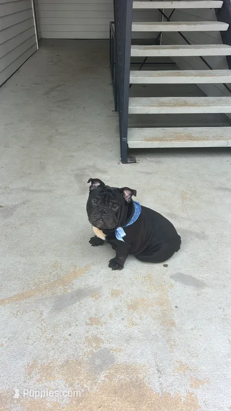 Gotti – American Bully puppy for sale in Houston, TX