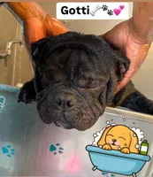 Gotti, a male American Bully for sale in Houston, TX – 2 of 7