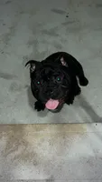 Gotti, a male American Bully for sale in Houston, TX – 3 of 7