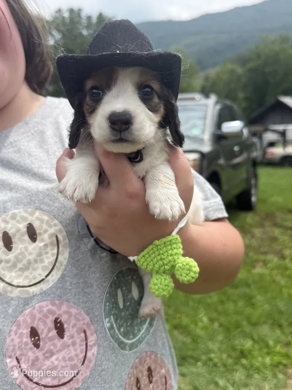 Harley – Miniature Dachshund puppy for sale in Bastian, VA