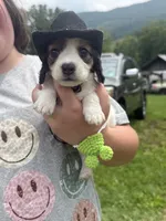 Harley, a male Miniature Dachshund for sale in Bastian, VA – 1 of 3