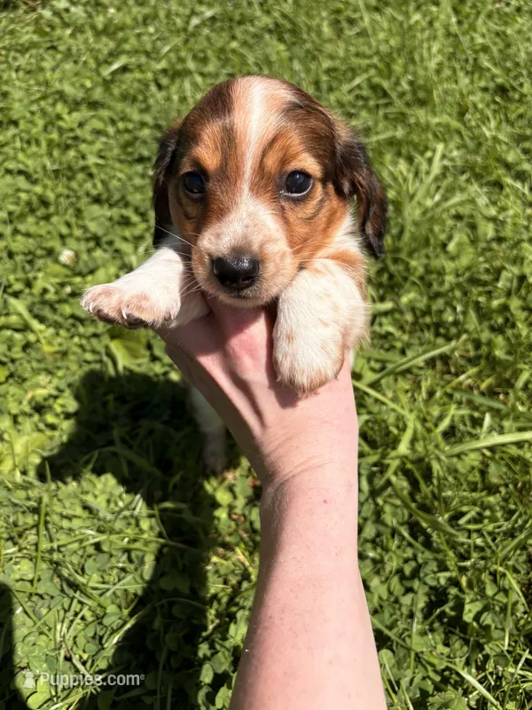 Max – Miniature Dachshund puppy for sale in Bastian, VA