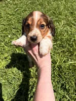 Max, a male Miniature Dachshund for sale in Bastian, VA – 1 of 2