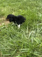 Boots, a male Miniature Dachshund for sale in Bastian, VA – 4 of 4