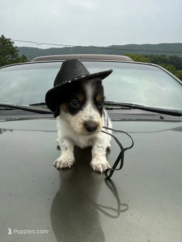 Snoopy – Miniature Dachshund puppy for sale in Bastian, VA
