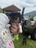 Boots, a male Miniature Dachshund for sale in Bastian, VA – 3 of 4
