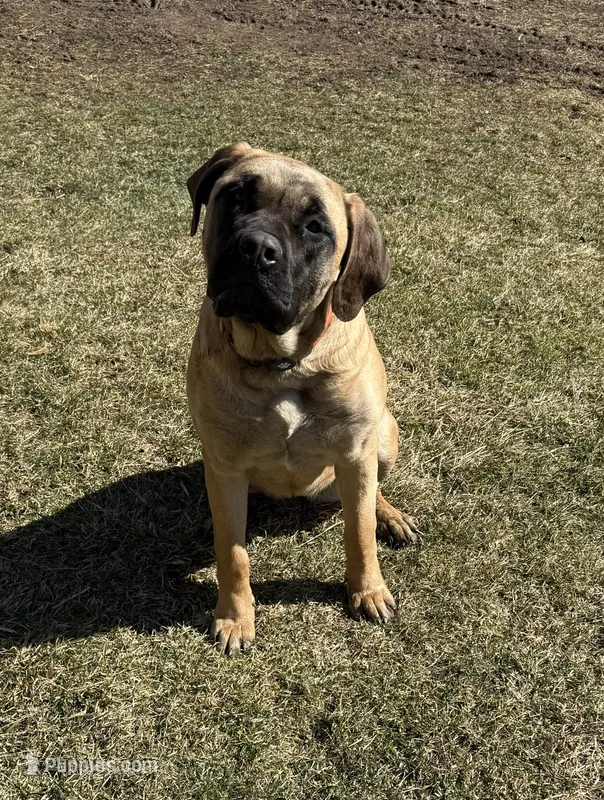Matilda – English Mastiff puppy for sale in Bastian, VA