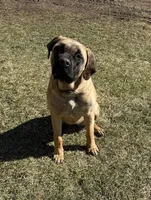 Matilda, a female English Mastiff for sale in Bastian, VA – 1 of 2