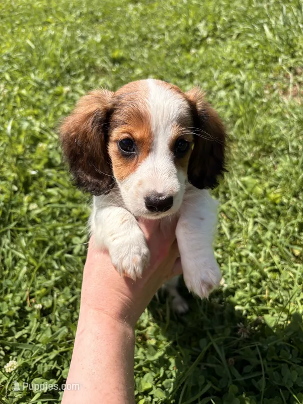 Harley – Miniature Dachshund puppy for sale in Bastian, VA