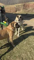Matilda, a female English Mastiff for sale in Bastian, VA – 2 of 2