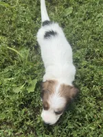 Harley, a male Miniature Dachshund for sale in Bastian, VA – 2 of 3